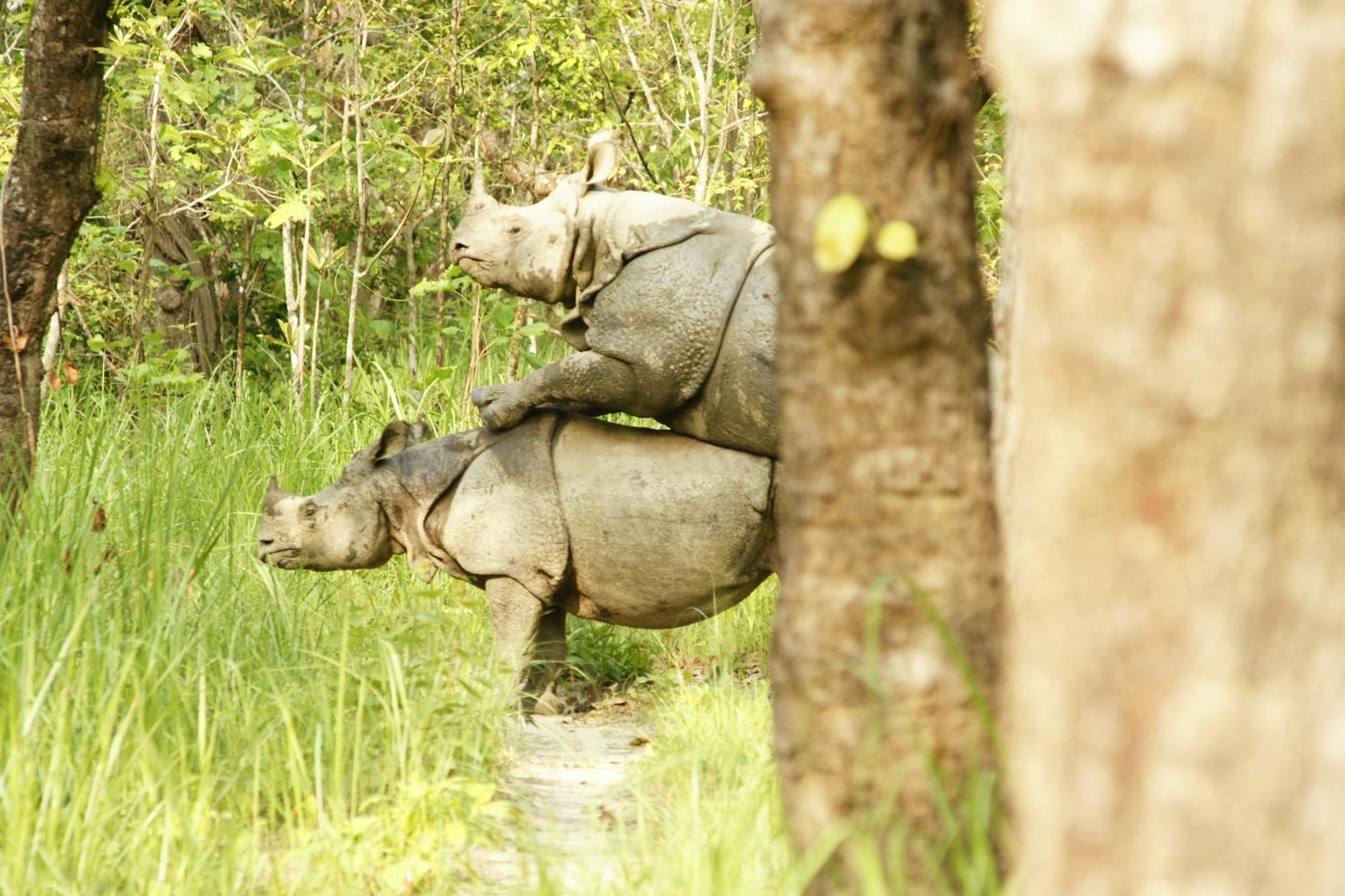Jungle Wildlife Camp Hotel Sauraha Kültér fotó